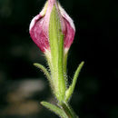 Image of slender bird's beak