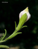 Image of slender bird's beak