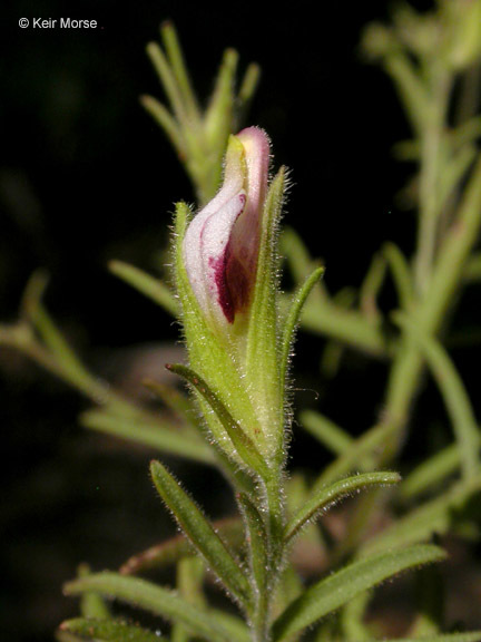 Image of slender bird's beak