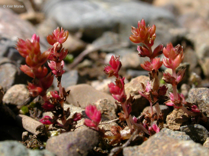 Слика од Crassula tillaea Lester-Garland