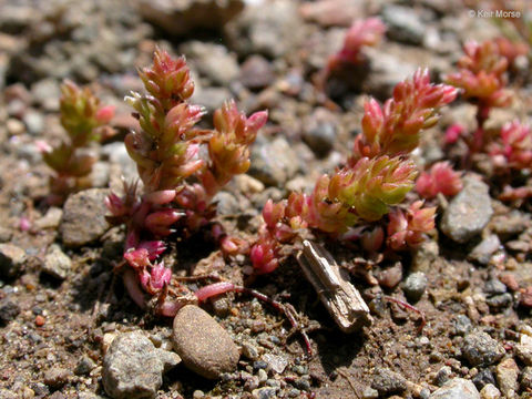 Image of Mossy Stonecrop