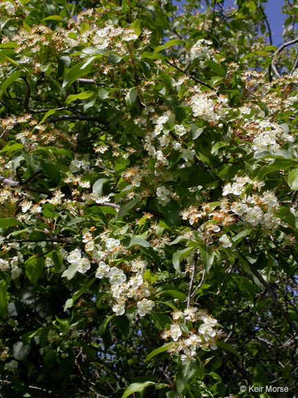 Plancia ëd Malus fusca (Raf.) Schneid.