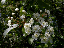 Plancia ëd Malus fusca (Raf.) Schneid.