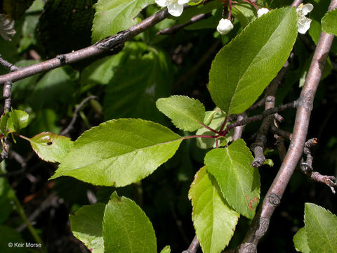 Image of Oregon Crab Apple