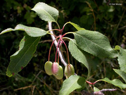 Image of Oregon Crab Apple