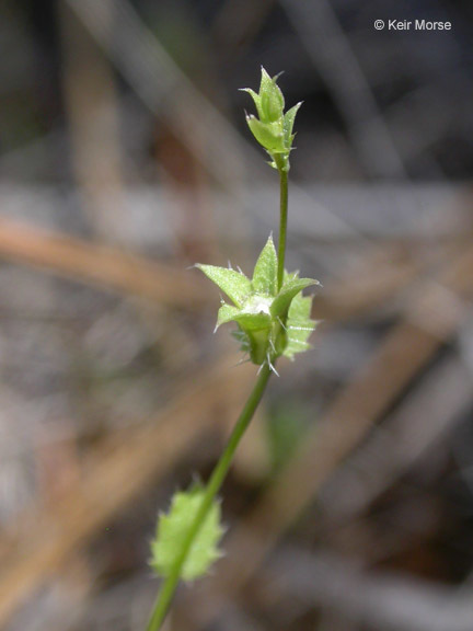 Image of Western Pearlflower