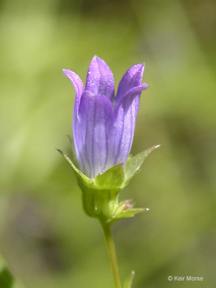 Image of Western Pearlflower