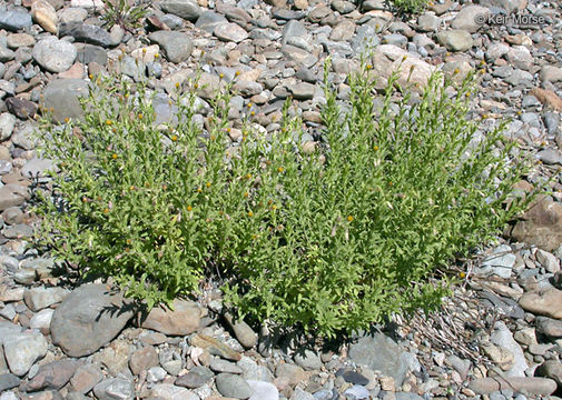 Image of Oregon False Golden-Aster