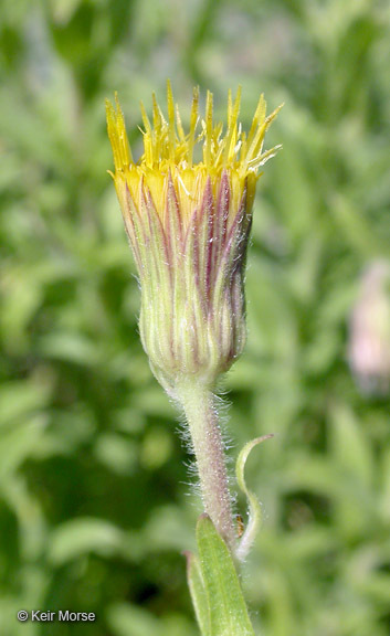 Image of Oregon False Golden-Aster