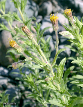 Image of Oregon False Golden-Aster