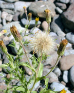 Image of Oregon False Golden-Aster