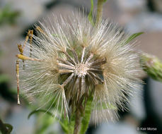 Image of Oregon False Golden-Aster