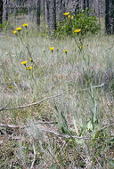 Image of Hieracium parryi Zahn