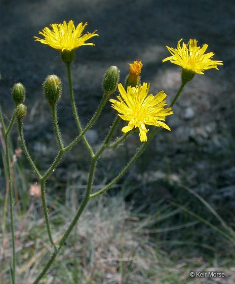 Image of Hieracium parryi Zahn