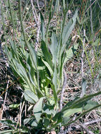 Image of Hieracium parryi Zahn