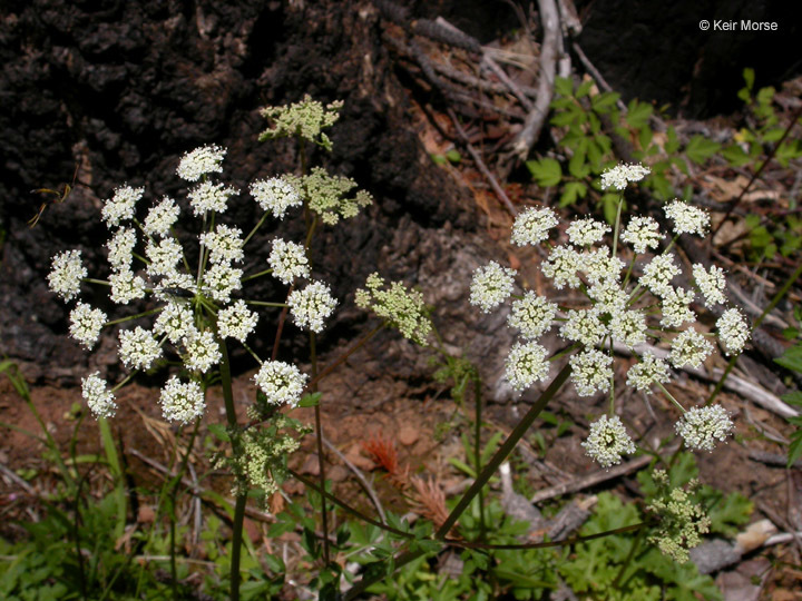 Image de <i>Ligusticum apiifolium</i>