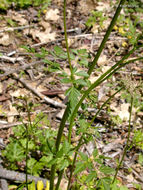 Image de <i>Ligusticum apiifolium</i>