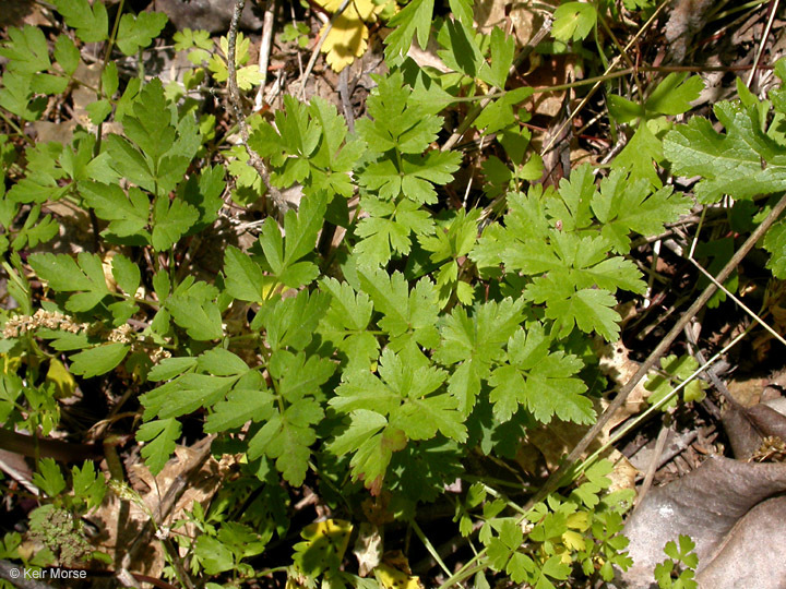 Image de <i>Ligusticum apiifolium</i>