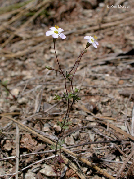 Image of Bolander's linanthus