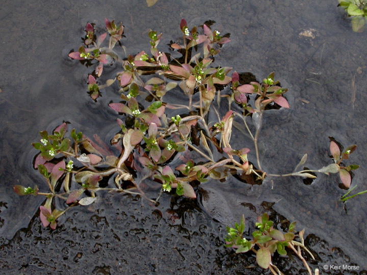 Image of Fountain Candy-Flower