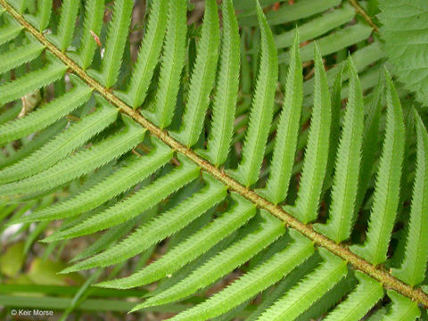 Image of western swordfern