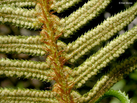 Sivun Polystichum munitum (Kaulf.) C. Presl kuva