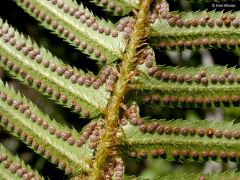 Sivun Polystichum munitum (Kaulf.) C. Presl kuva