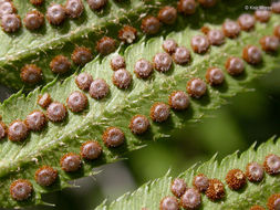 Sivun Polystichum munitum (Kaulf.) C. Presl kuva