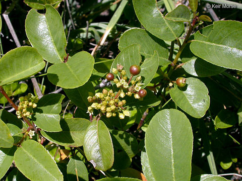 Image de Frangula californica subsp. occidentalis (Howell) J. T. Kartesz & K. N. Gandhi