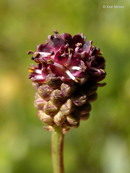 Image de Sanguisorbe officinale