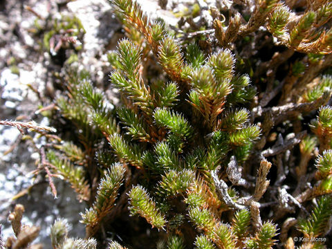 Image of Wallace's spikemoss