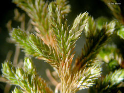 Image of Wallace's spikemoss