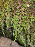 Image of Wallace's spikemoss