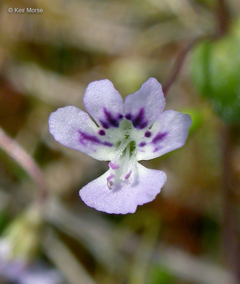 Image of Small-flower Tonella