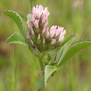 Image of knotted clover