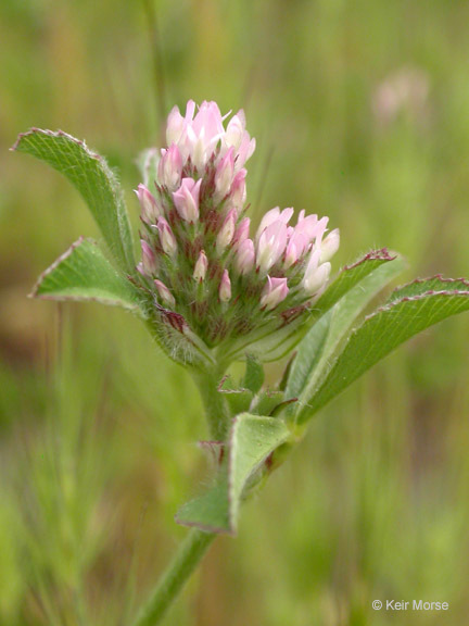 Trifolium striatum (rights holder: 2008 Keir Morse)