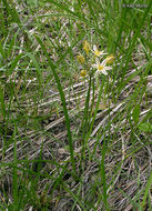 Image of Henderson's triteleia