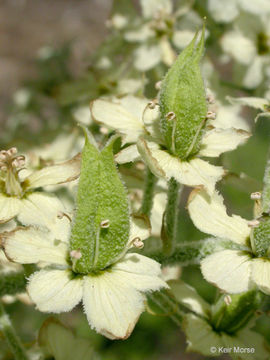 Image of Siskiyou false hellebore