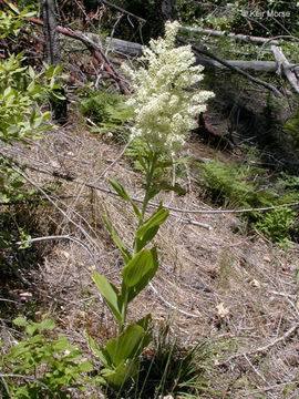 Imagem de Veratrum insolitum Jeps.