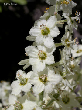 Image of Siskiyou false hellebore