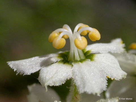 Image of Siskiyou false hellebore