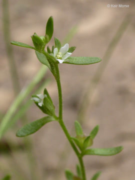 Image of hairy purslane speedwell