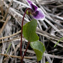 Sivun Viola cuneata S. Wats. kuva