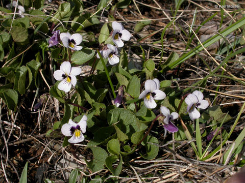 صورة Viola cuneata S. Wats.