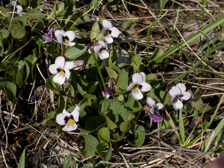 Image of wedgeleaf violet