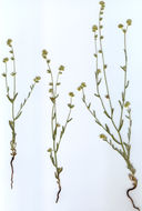 Plancia ëd Cryptantha torreyana (A. Gray) Greene