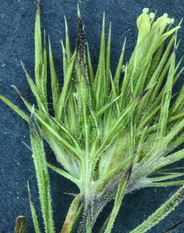 Image de Navarretia breweri (A. Gray) Greene