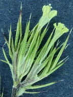 Image of Brewer's navarretia