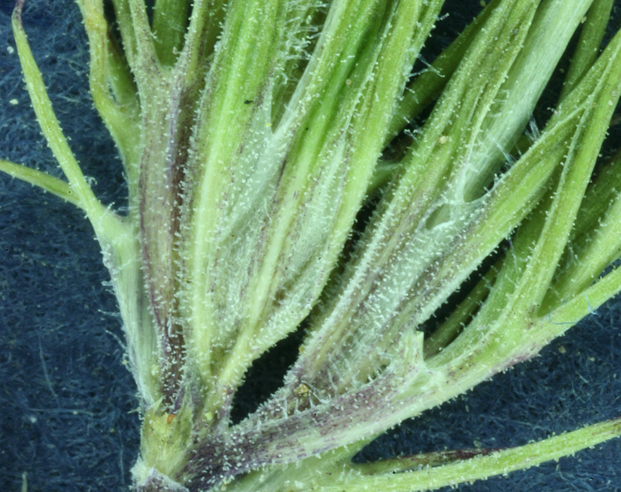 Image of Brewer's navarretia