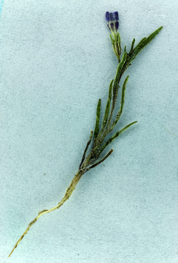 Image of <i>Navarretia capillaris</i>